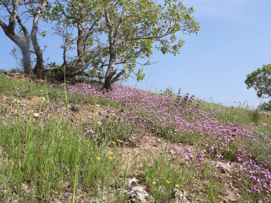 Silene atocioides