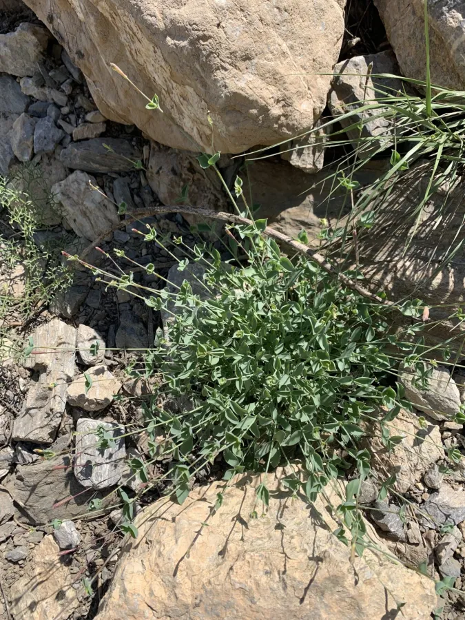 Silene chlorifolia