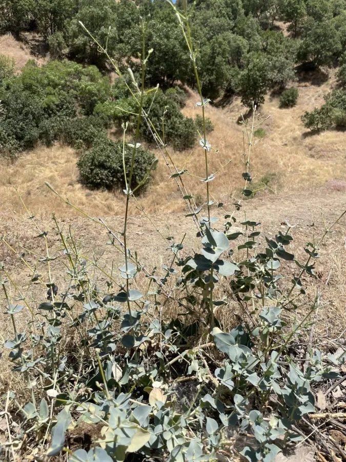 Silene chlorifolia
