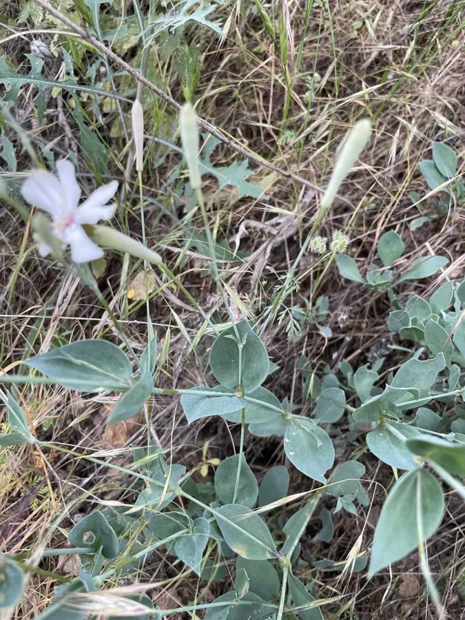 Silene chlorifolia