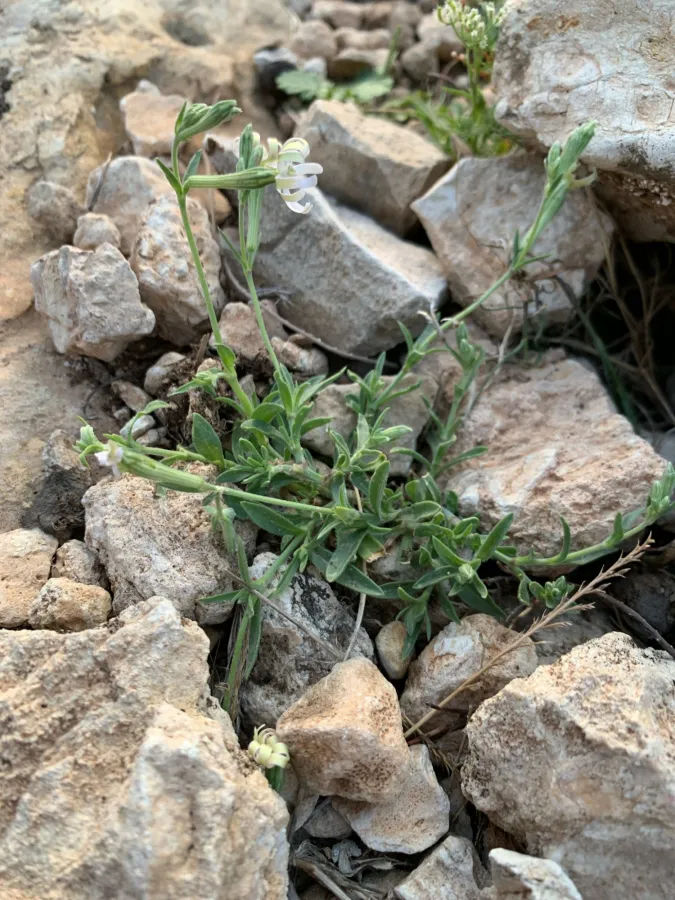 Silene colorata