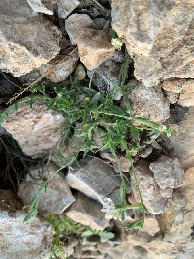 Silene colorata