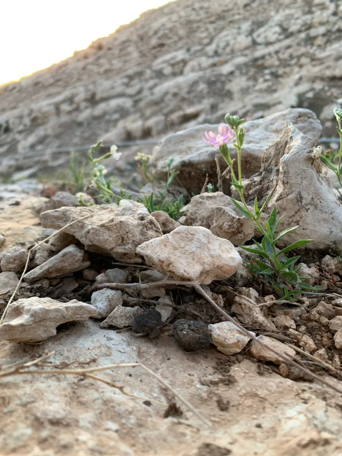 Silene colorata