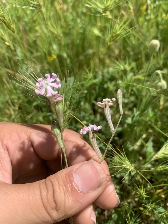 Silene colorata