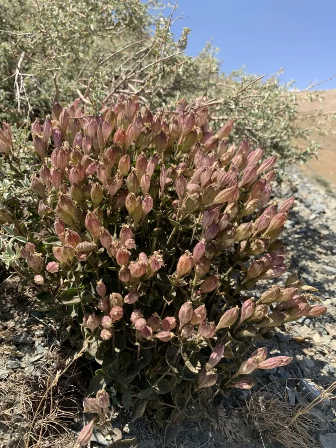 Silene commelinifolia