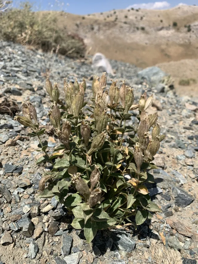 Silene commelinifolia