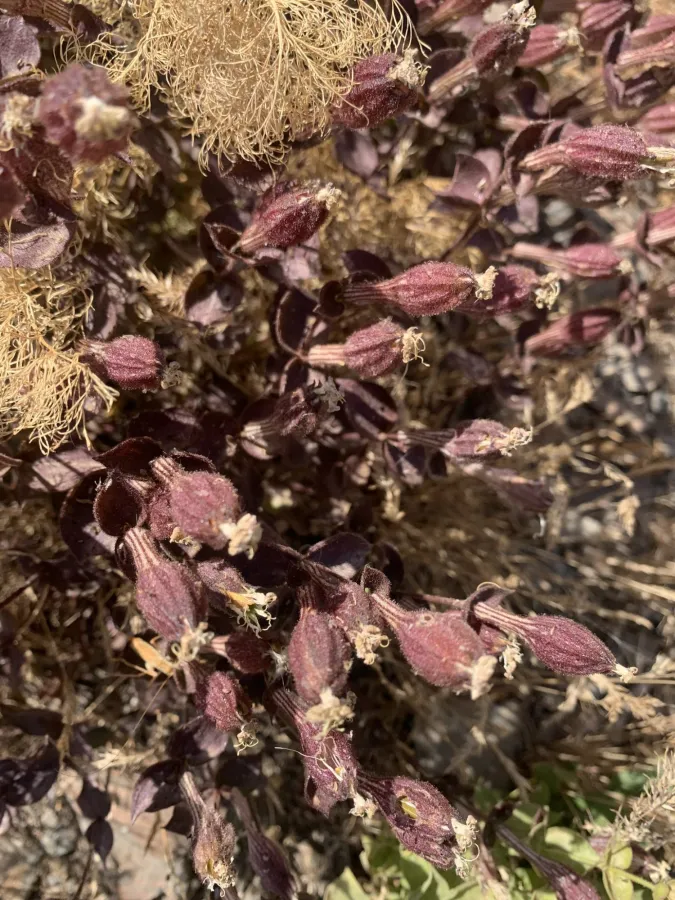 Silene commelinifolia