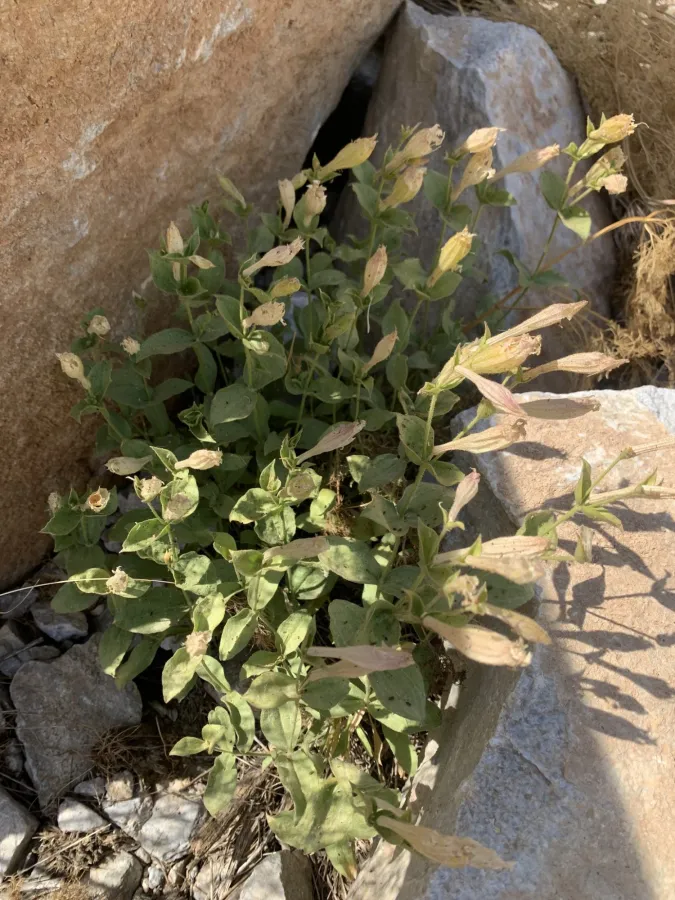 Silene commelinifolia