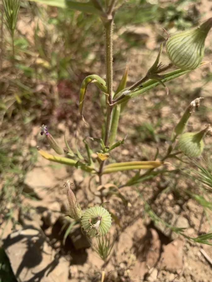 Silene conoidea