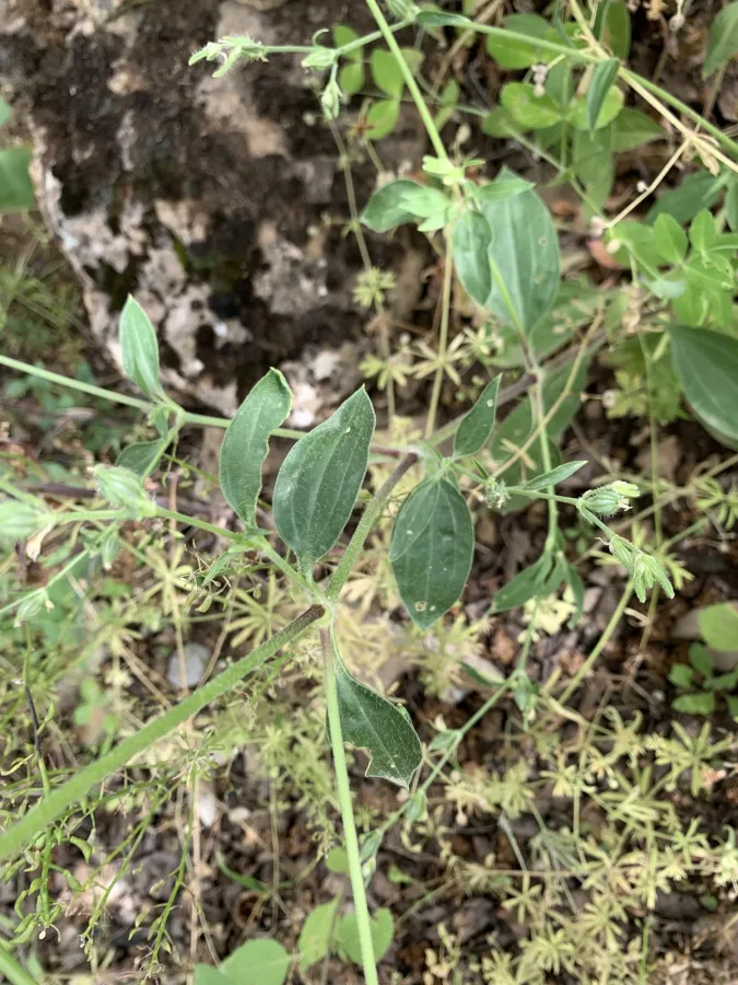 Silene dichotoma