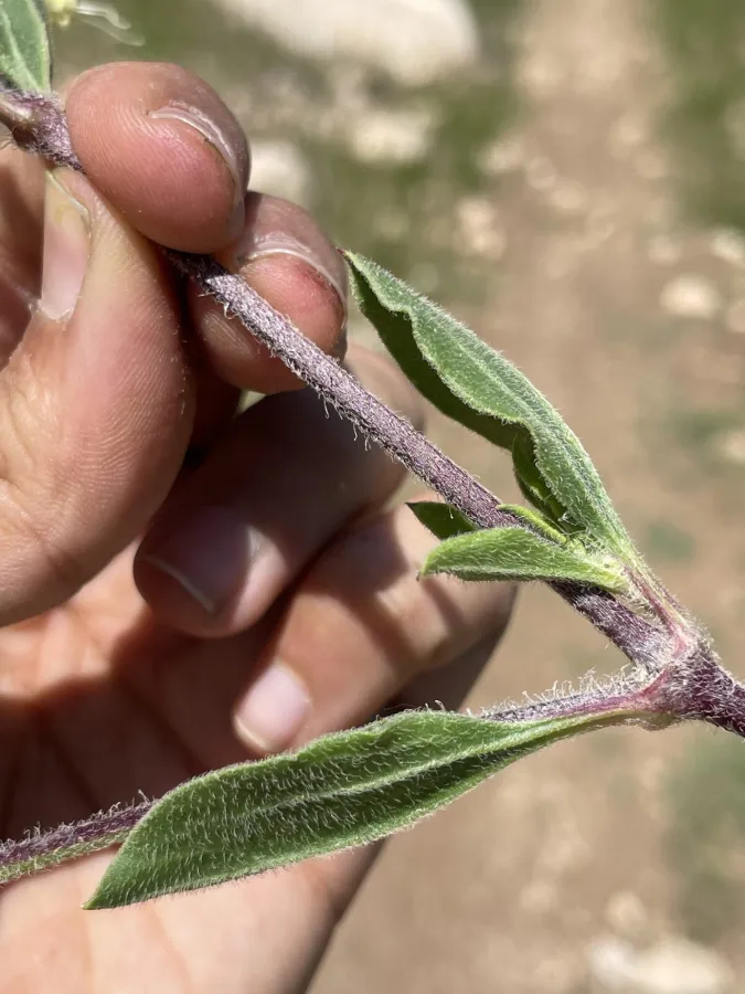 Silene dichotoma