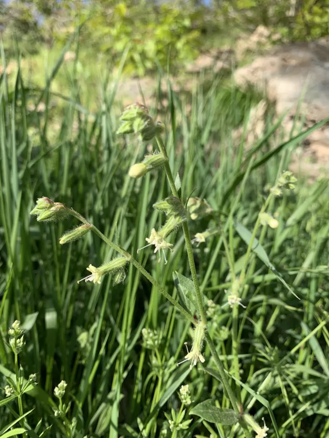 Silene dichotoma