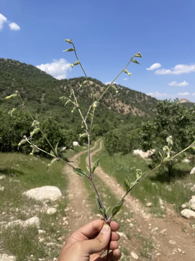 Silene dichotoma