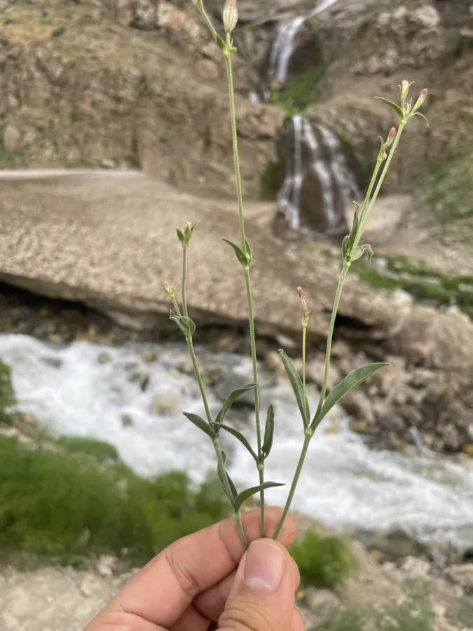 Silene eriocalycina