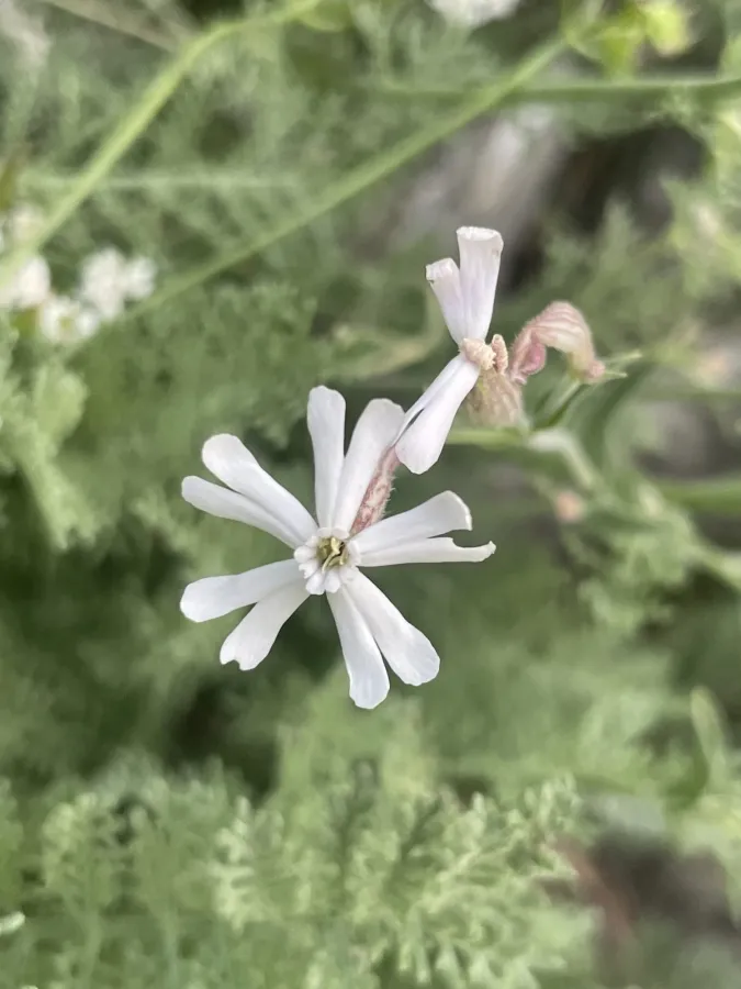 Silene eriocalycina
