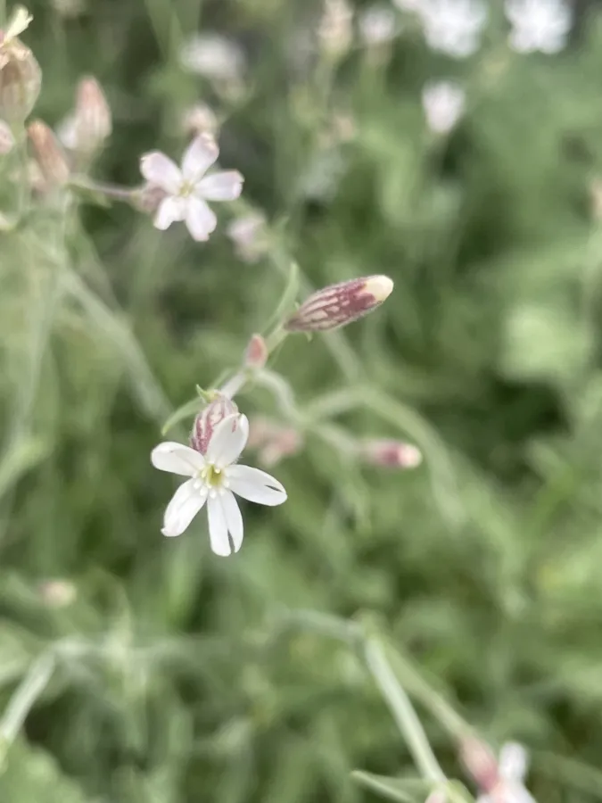 Silene eriocalycina