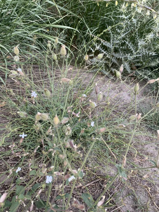 Silene latifolia