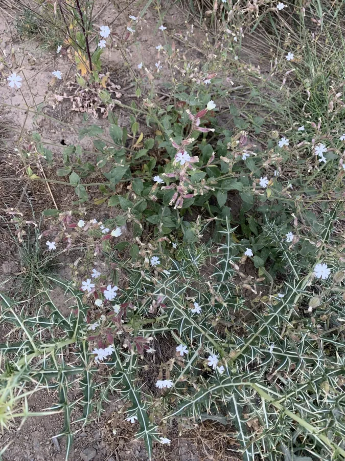 Silene latifolia