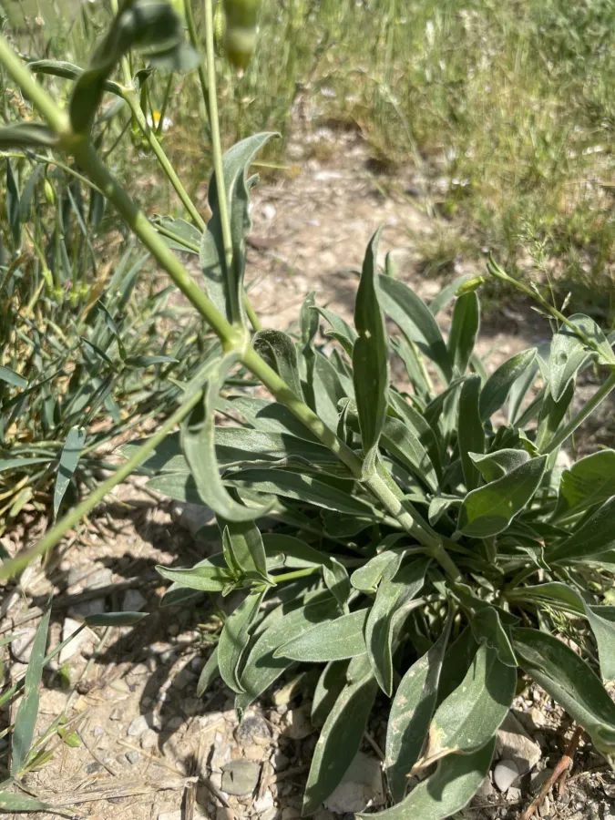 Silene longipetala