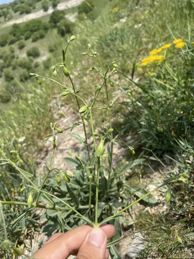Silene longipetala