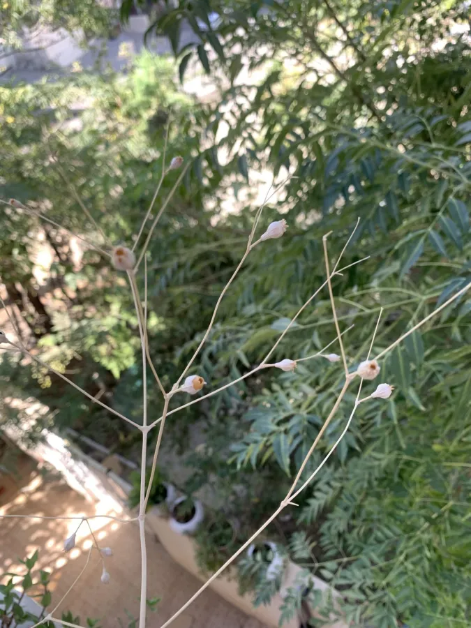 Silene longipetala