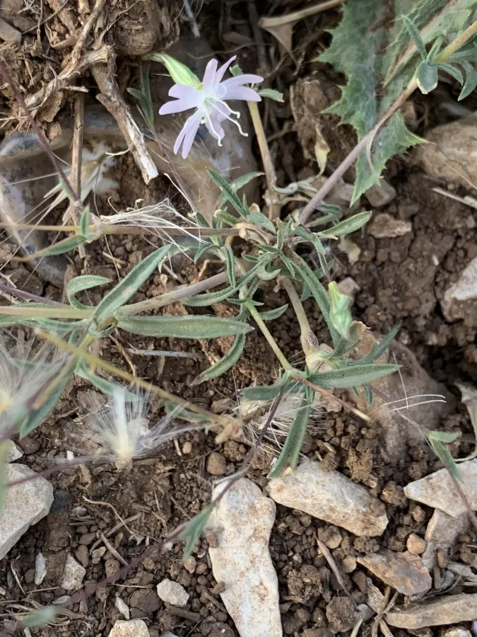 Silene microsperma