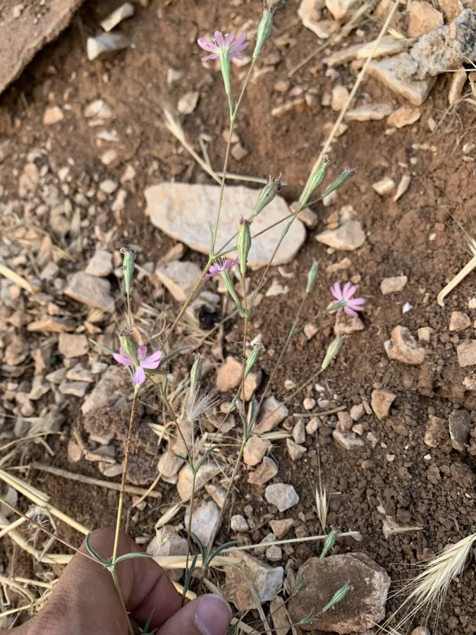 Silene microsperma