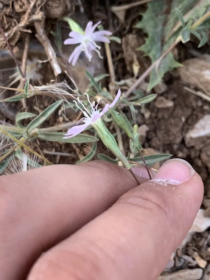 Silene microsperma