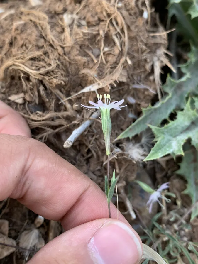 Silene microsperma