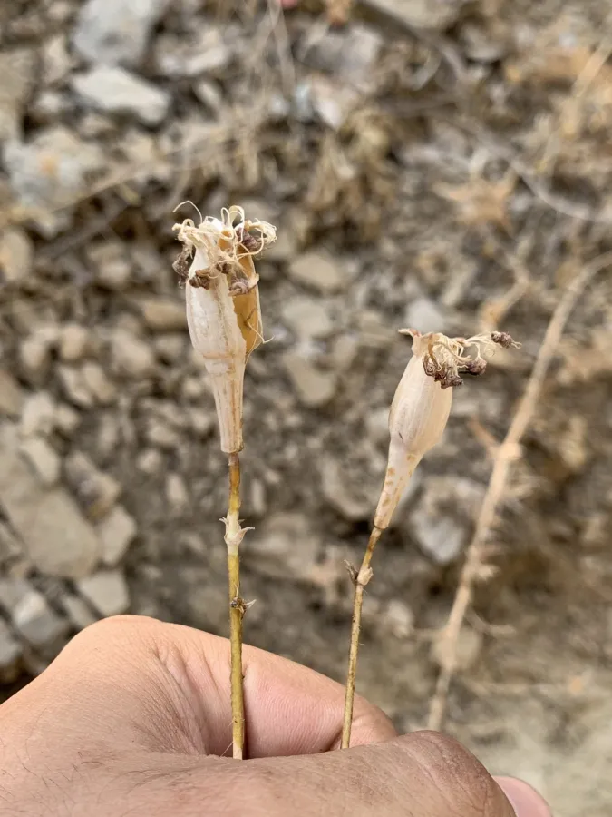 Silene morganae