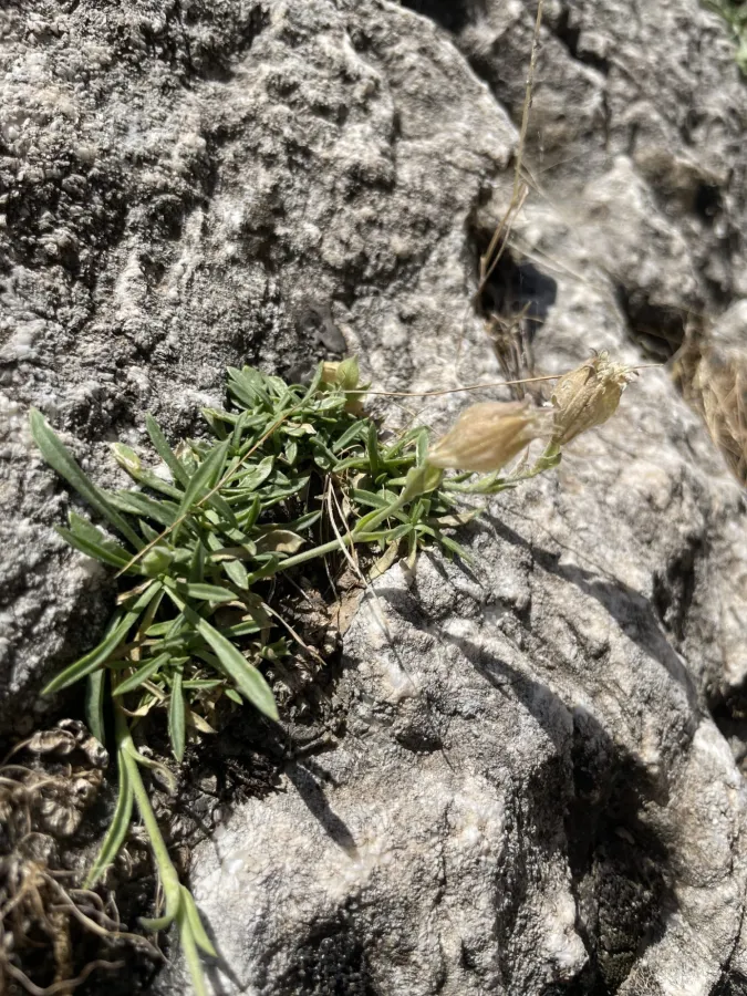 Silene odontopetala
