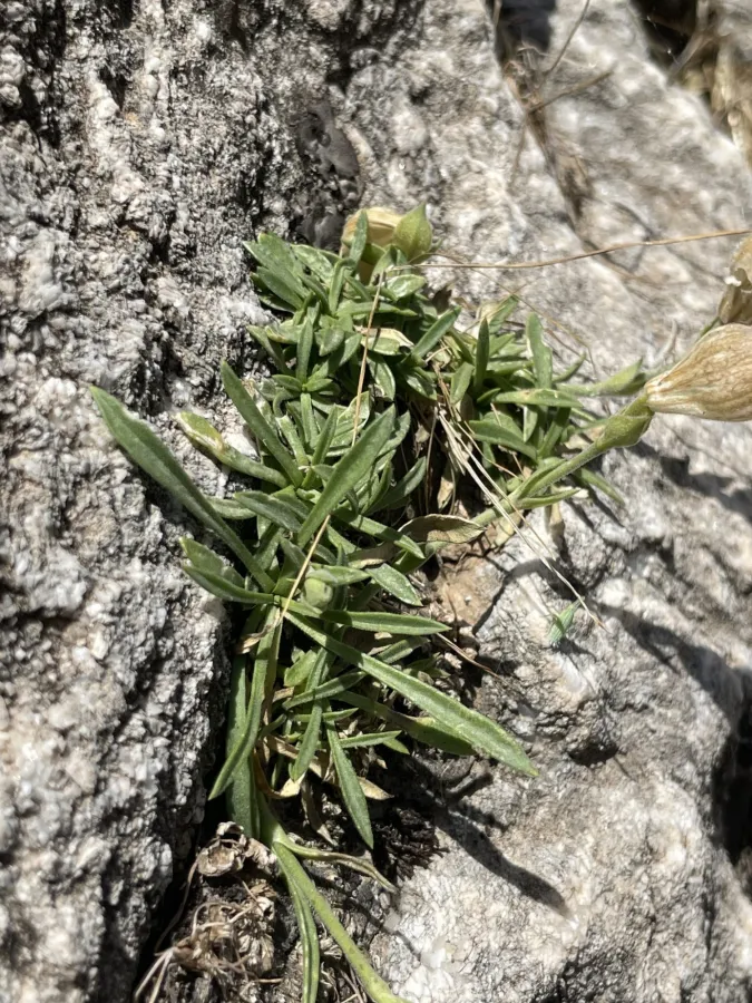 Silene odontopetala