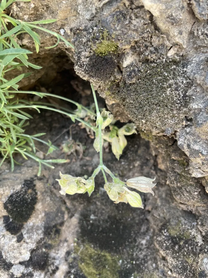 Silene odontopetala