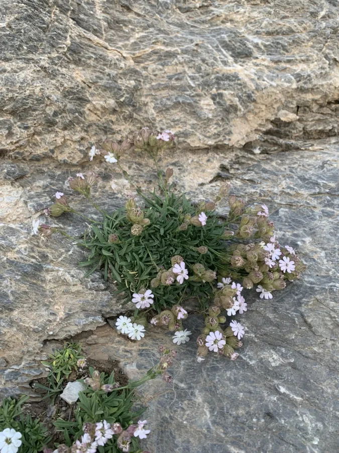 Silene odontopetala
