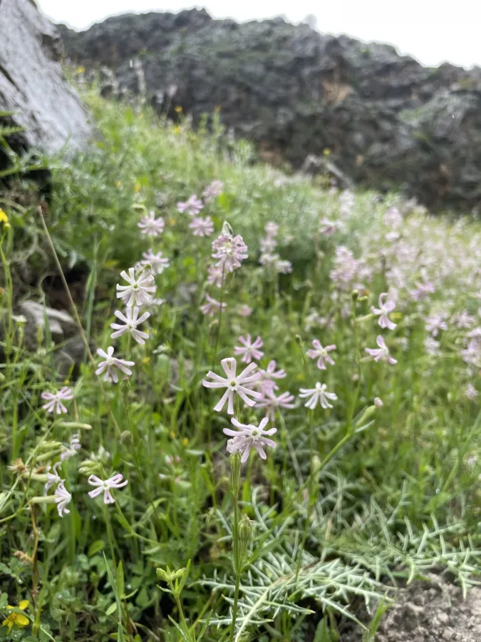 Silene oliveriana