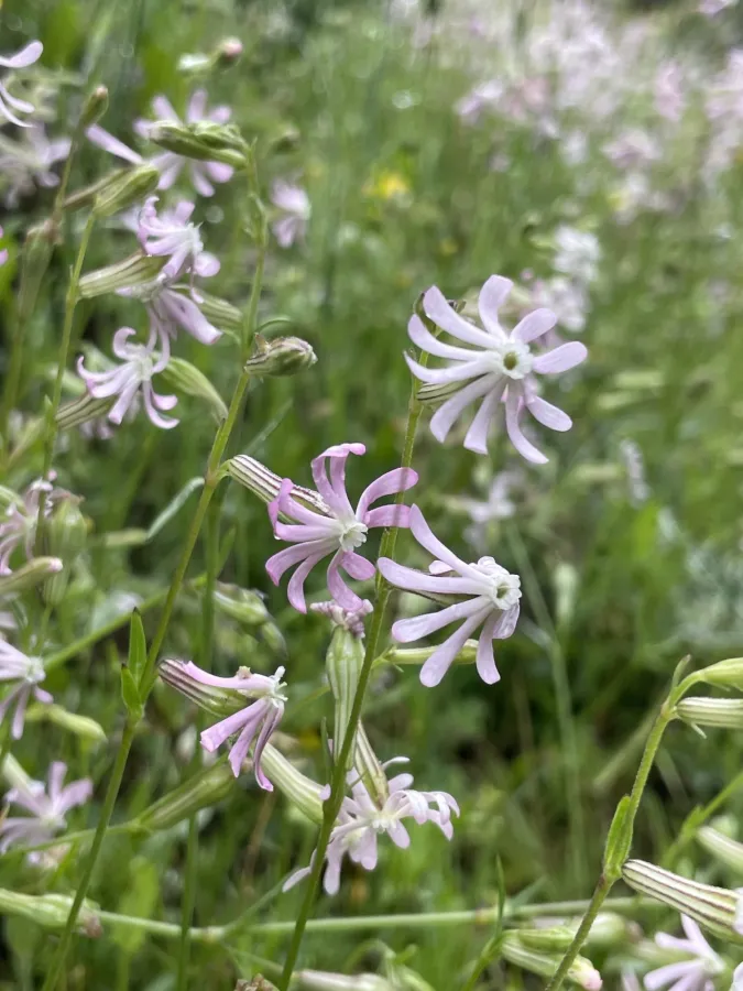 Silene oliveriana