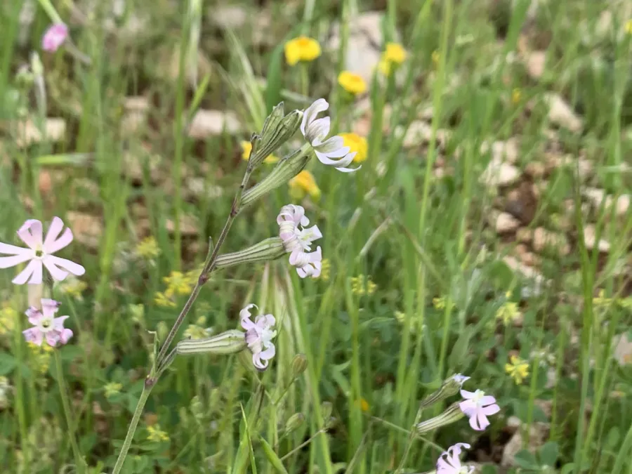 Silene oliveriana