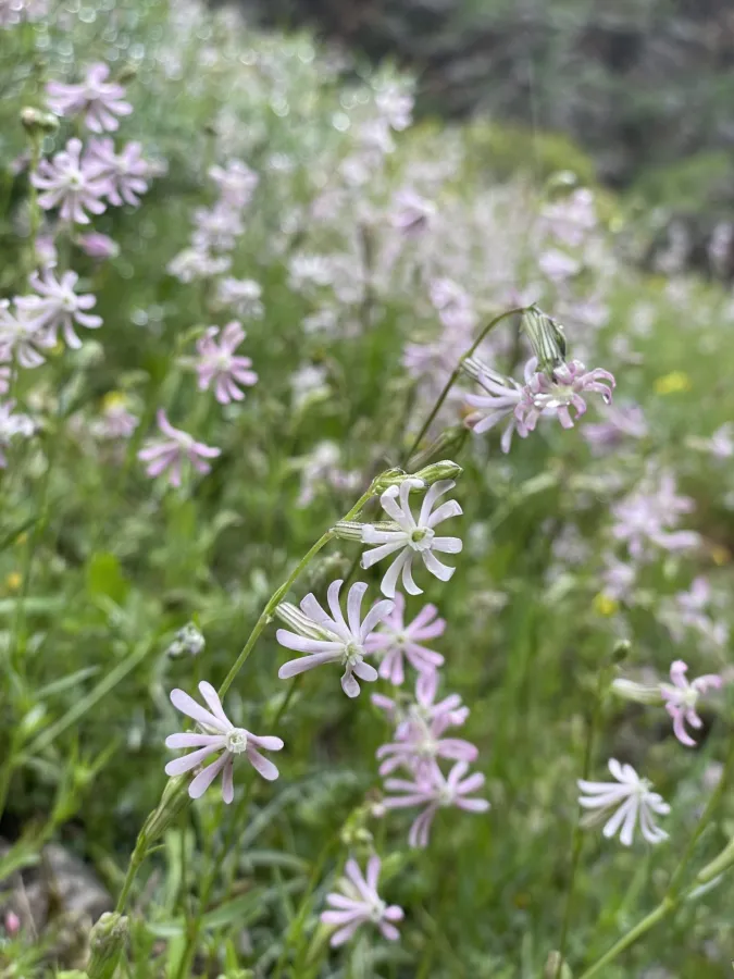 Silene oliveriana