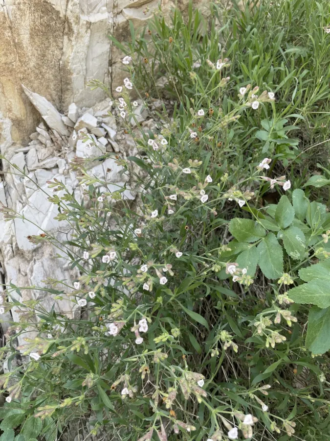 Silene oreophila