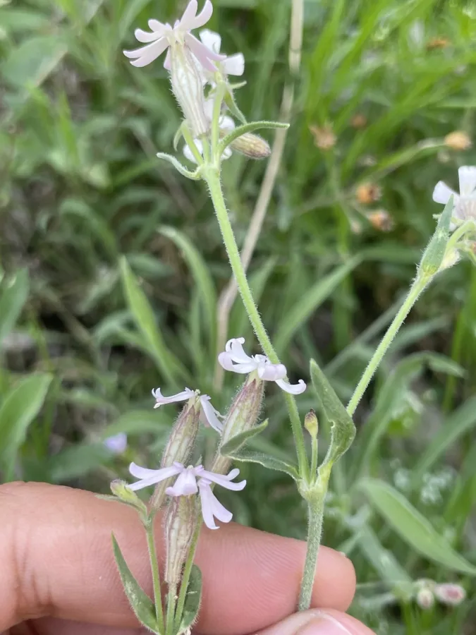 Silene oreophila