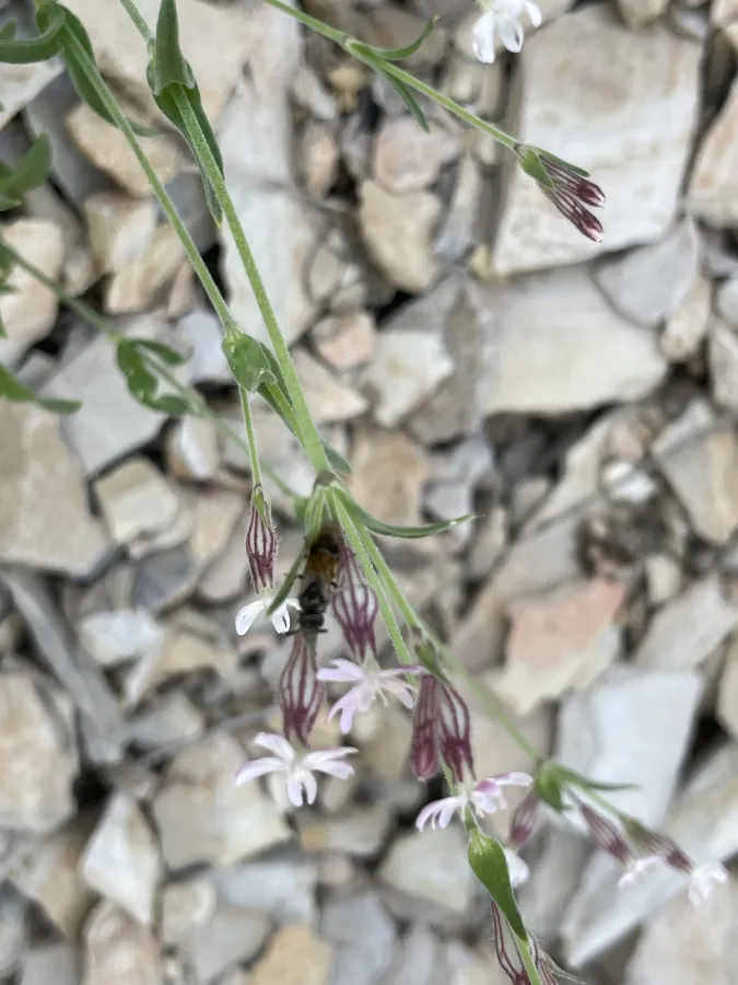Silene oreophila