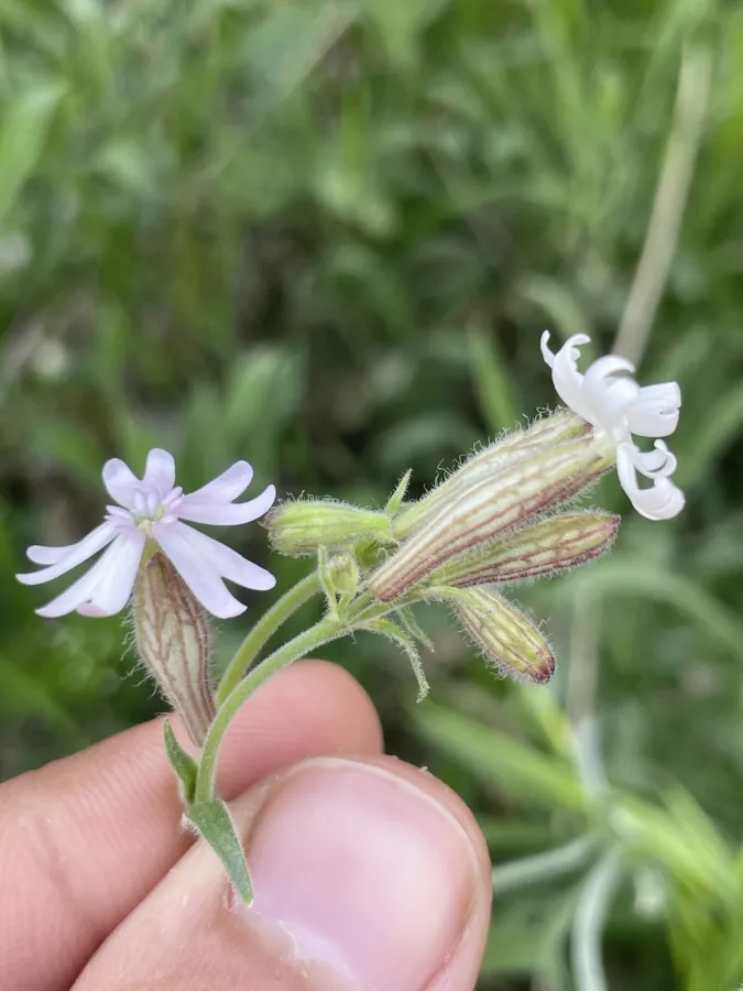 Silene oreophila