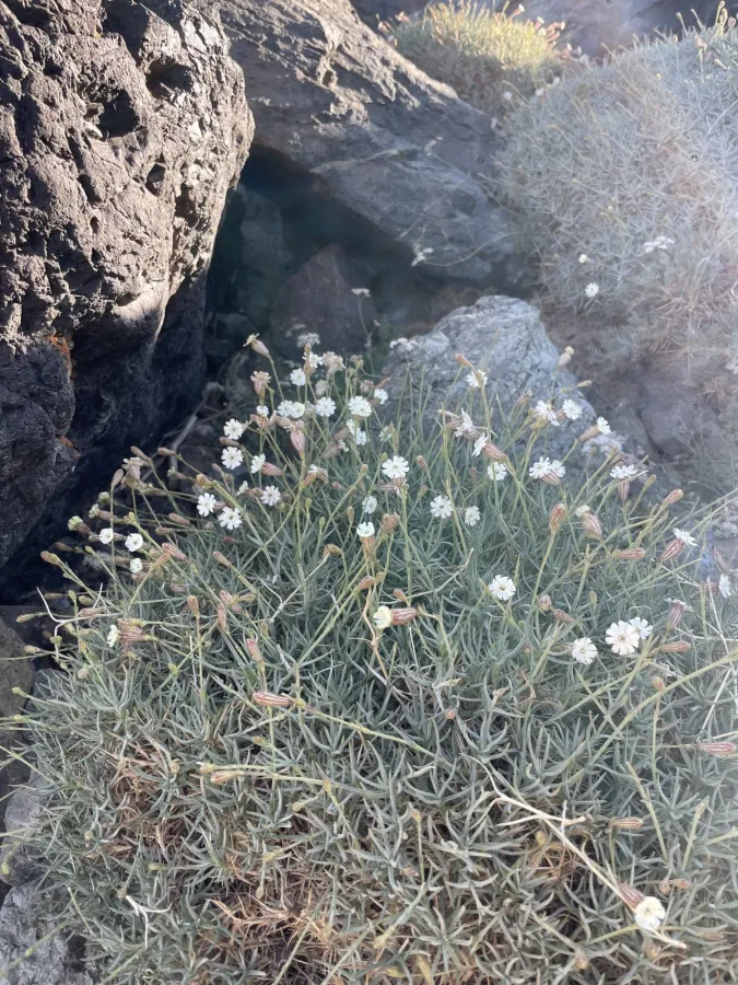 Silene pungens
