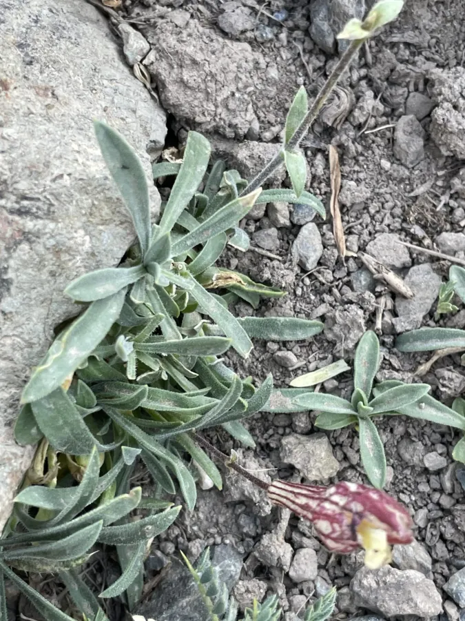 Silene rhynchocarpa