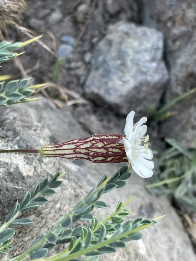 Silene rhynchocarpa