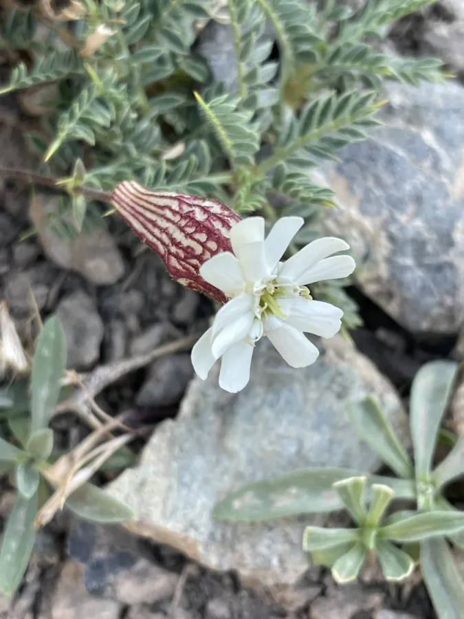 Silene rhynchocarpa