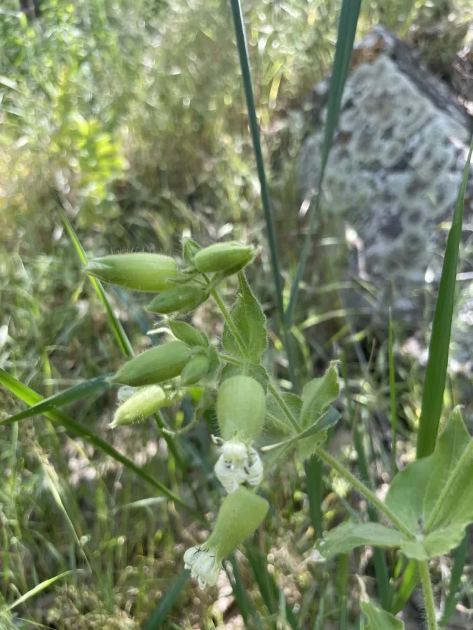Silene schizopetala