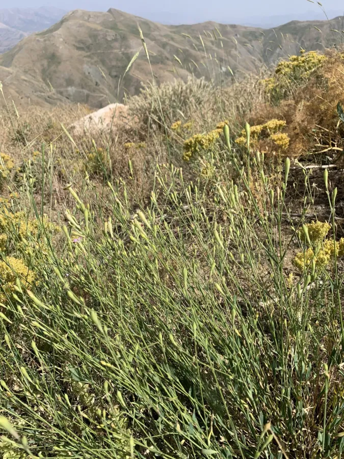 Silene sclerophylla