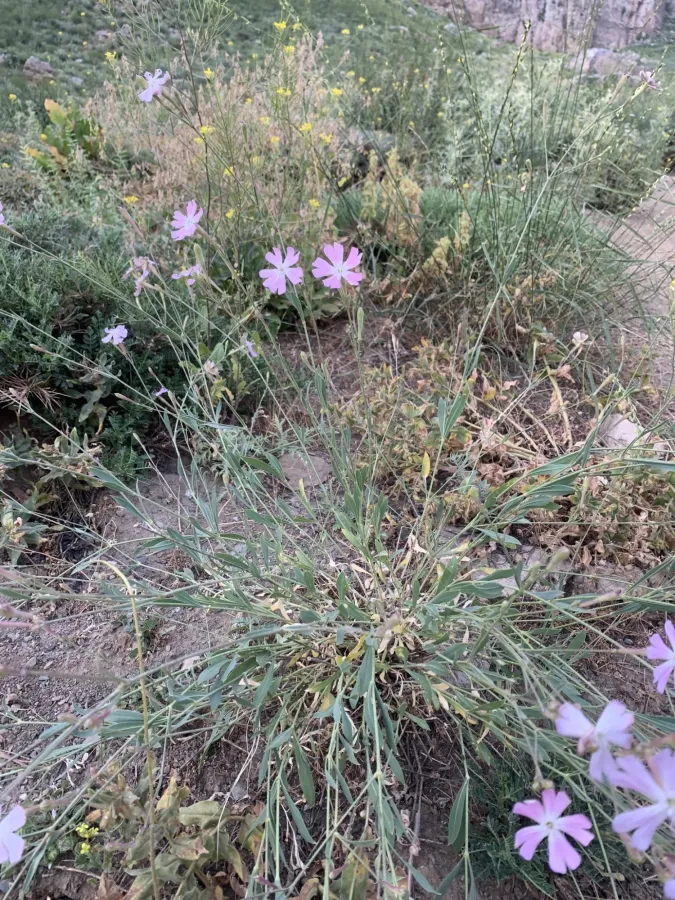 Silene sclerophylla