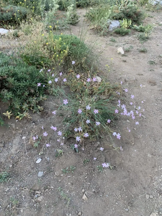 Silene sclerophylla